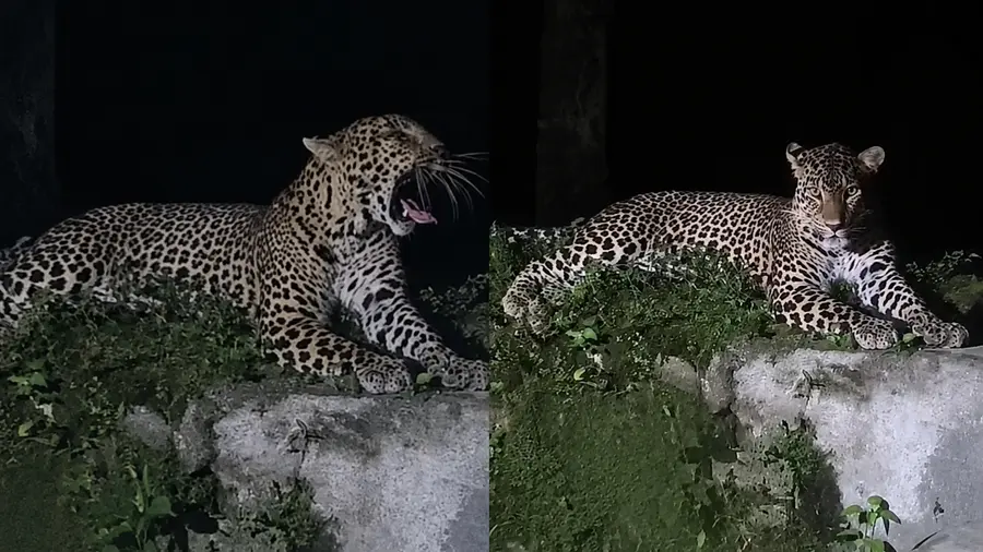 leopard at valpparai