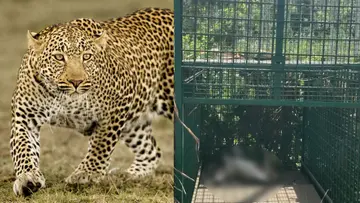 leopard cage