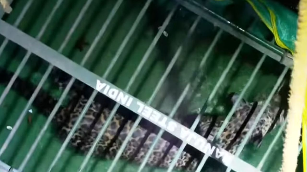 leopard caged