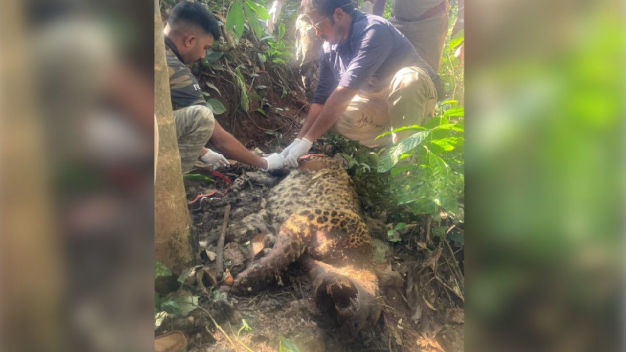 leopard death