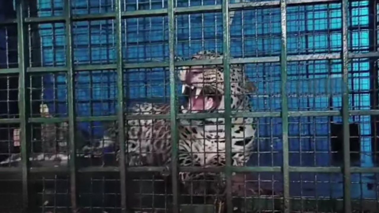 leopard mannarkkad