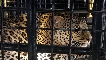 leopard trapped