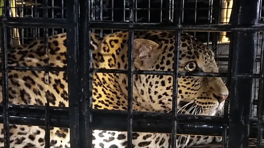 leopard trapped