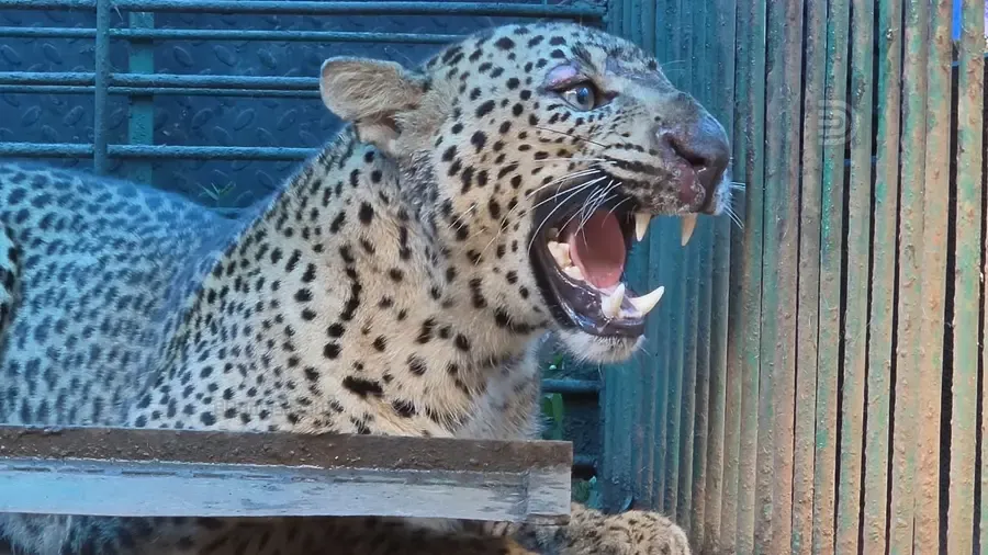 leopard trapped kollam