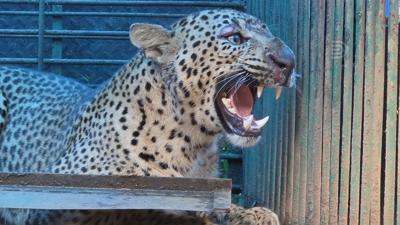 leopard trapped kollam