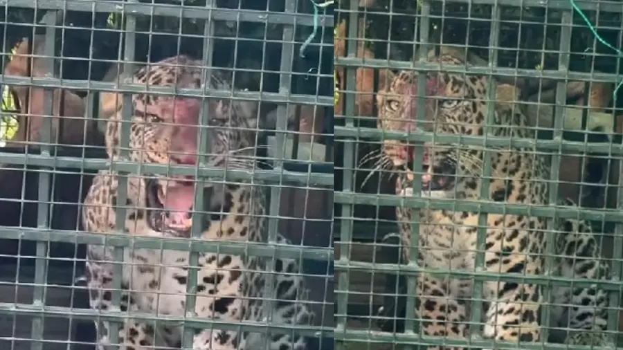 leopard vandiperiyar