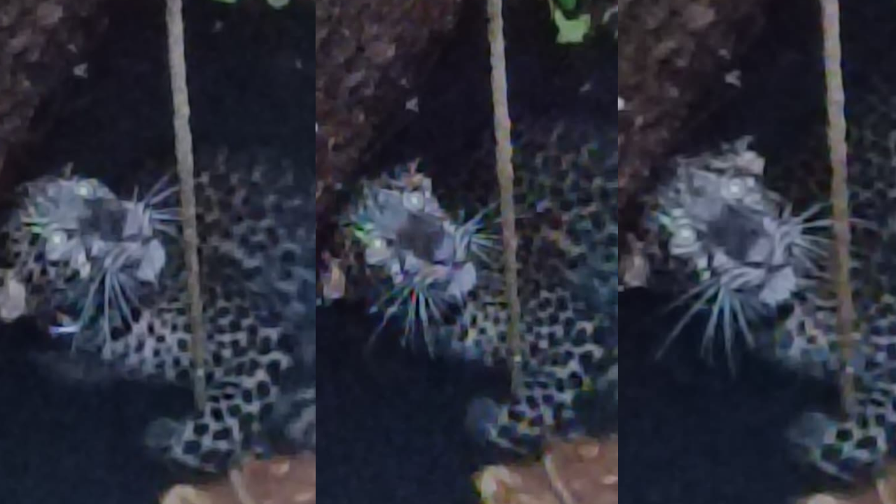 leopared kasargod