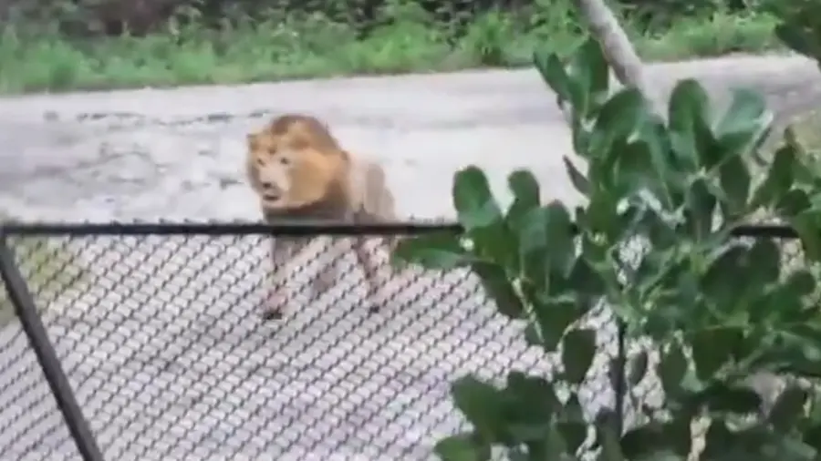 lion.