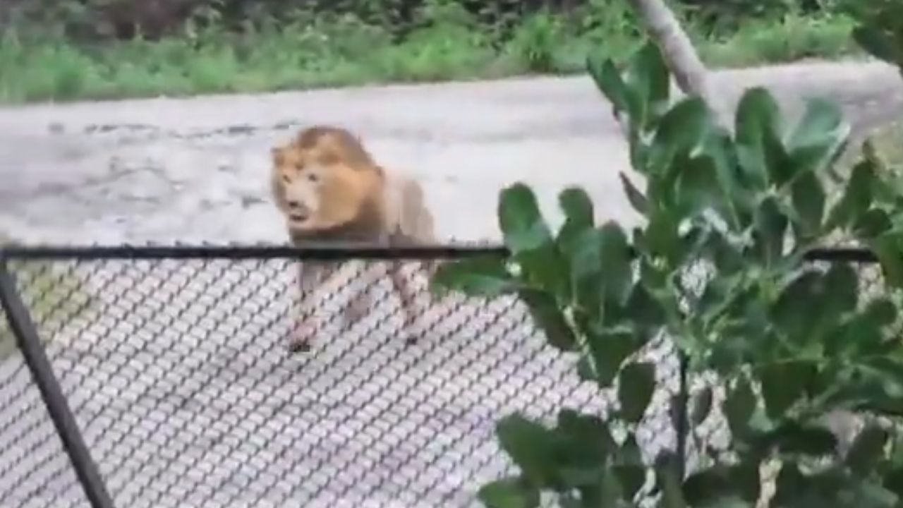 lion.