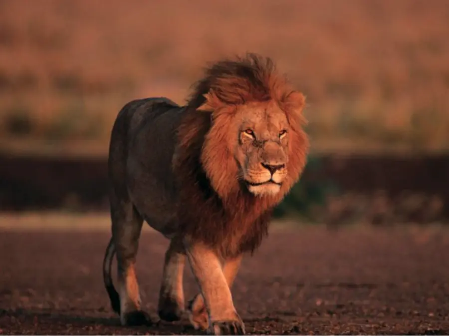Lion