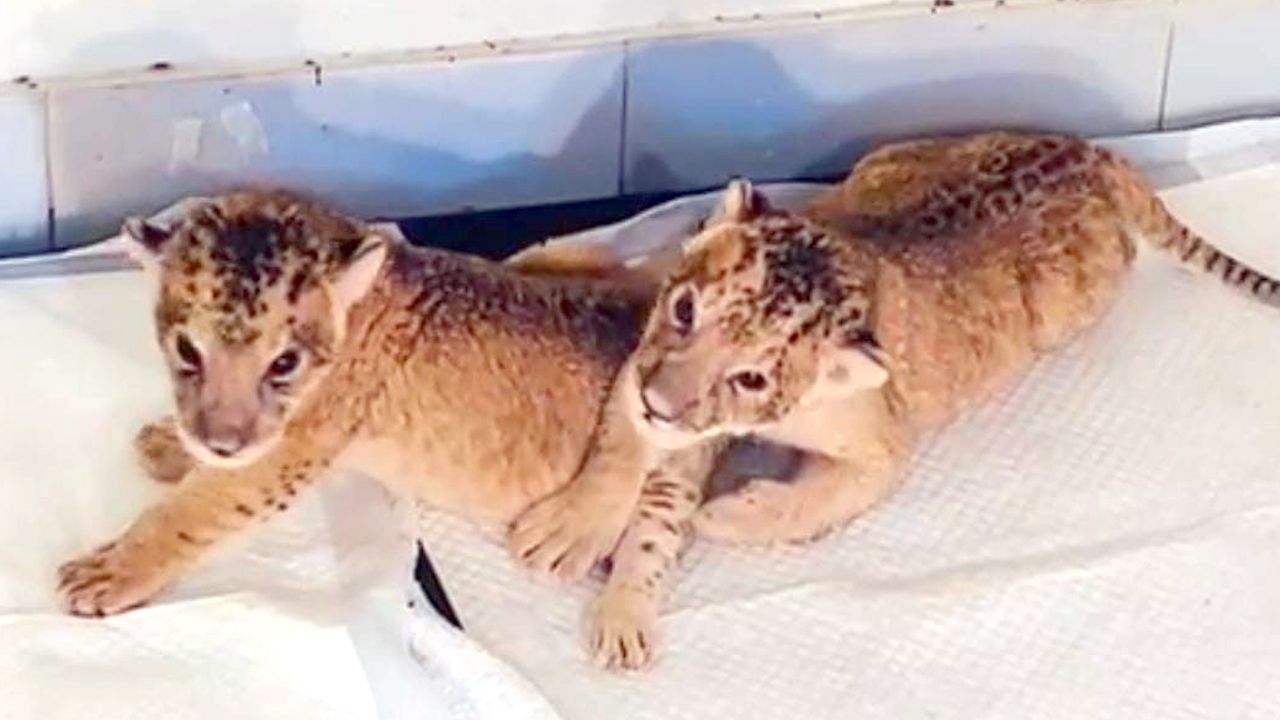 lion cubs zoo