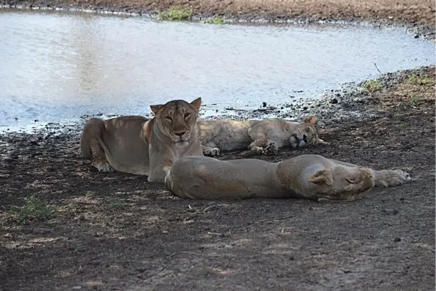 Lioness Gir Forest
