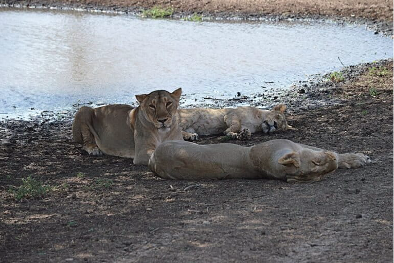 Lioness Gir Forest