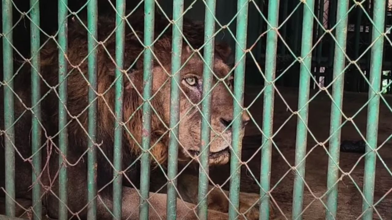 lion thrissur