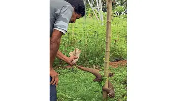 Monitor lizard