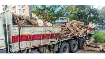 Logs fell onto the road.