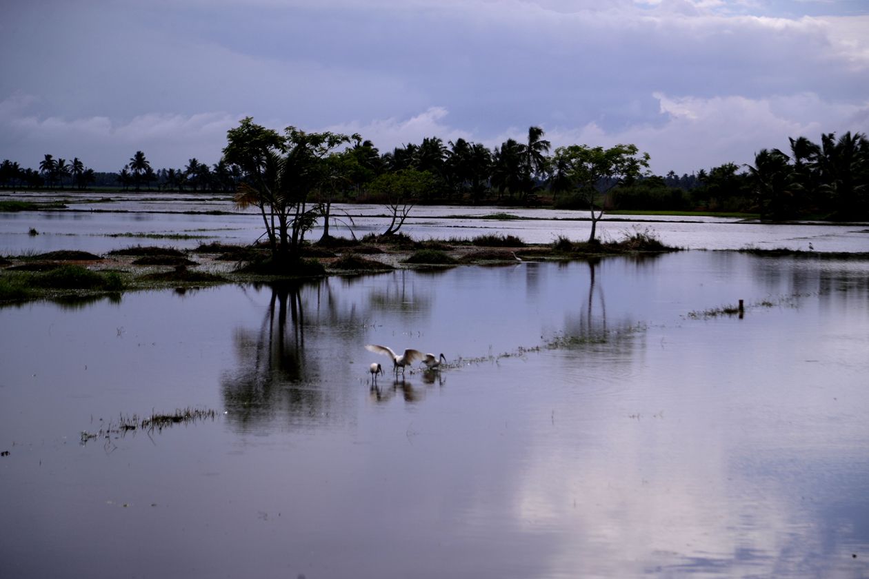 മഞ്ചാടിക്കരി      ഫോട്ടോ: ഡി മനോജ്‌ വൈക്കം 