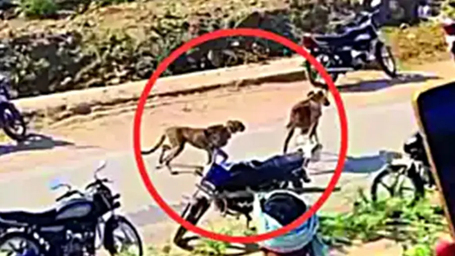 madhya-pradesh-5-kuno-cheetahs-spotted-near-morena-dam