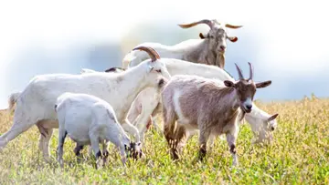 malabari goat