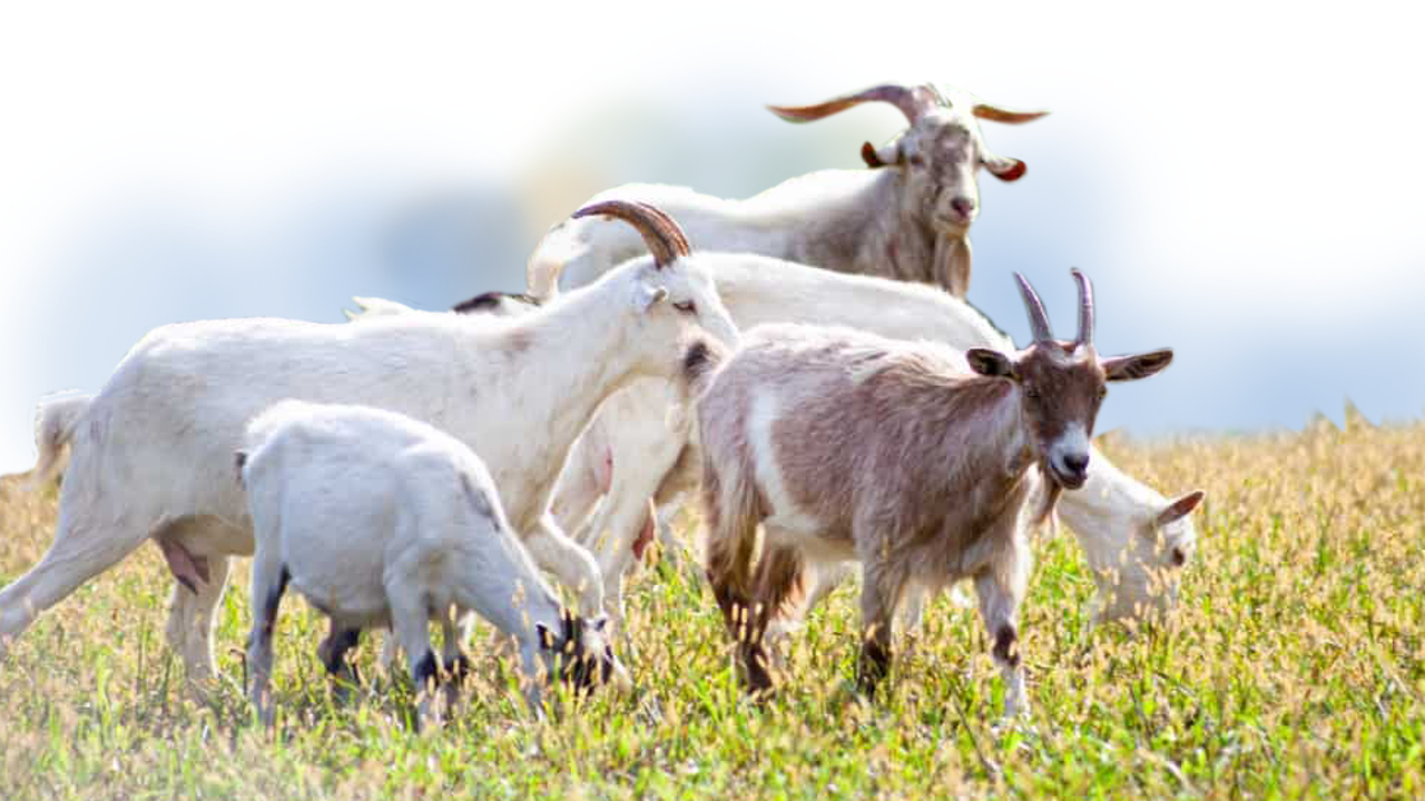 malabari goat