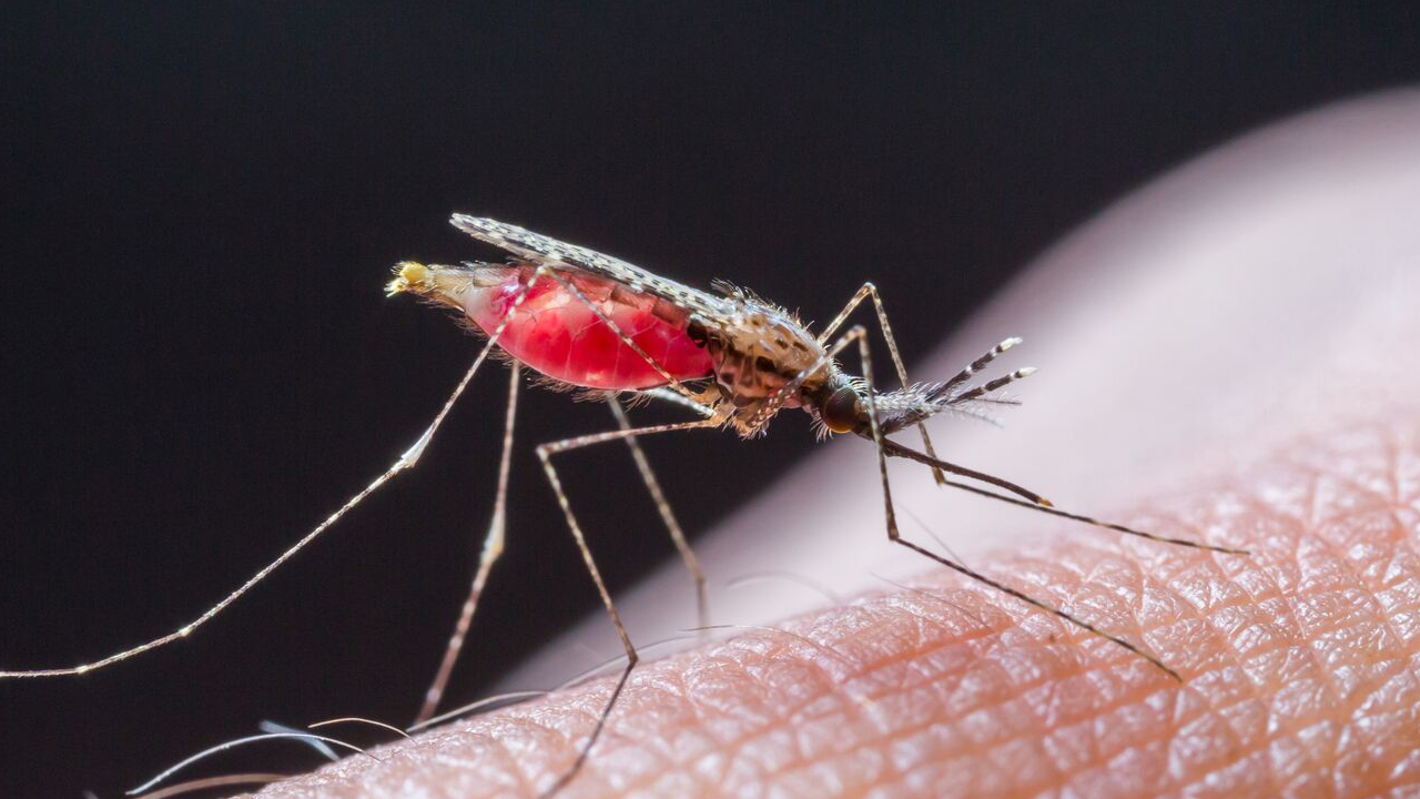 malaria