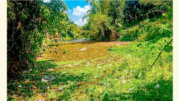 ആറാട്ടുകടവിൽ മാലിന്യം അടിഞ്ഞുകൂടിയനിലയിൽ