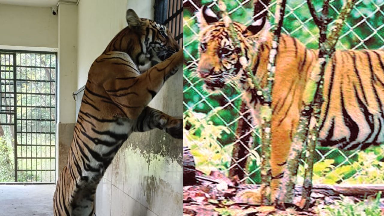 mangala tiger from periyar