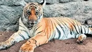 mangala tiger thekkady