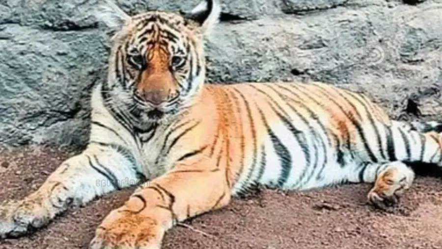 mangala tiger thekkady