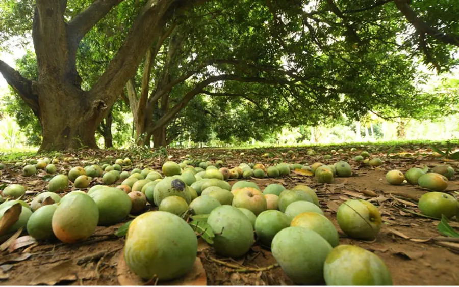 Mango