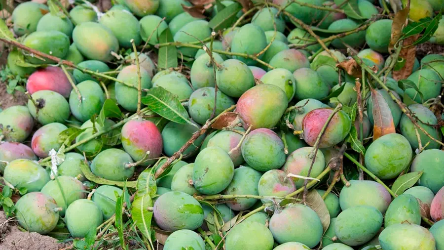 mangoes