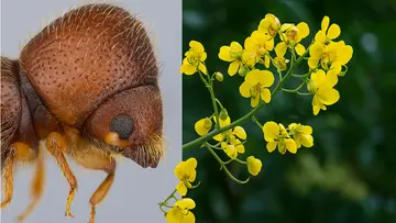 manjakkonna