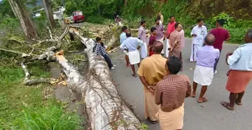 കൊല്ലം– -തിരുമംഗലം ദേശീയപാതയിലെ തെന്മല പത്തേക്കറിൽ റോഡിലേക്ക്   മരം വീണപ്പോൾ
