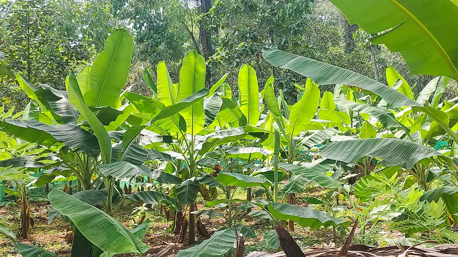 മാരാംകോട് ഉന്നതിയിലെ നേന്ത്രവാഴത്തോട്ടം