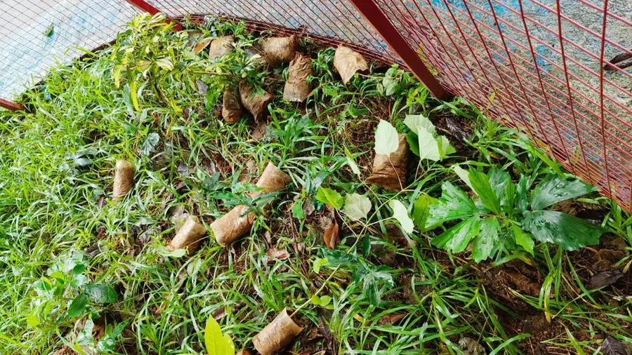 NGO association activists destroyed tree seedlings