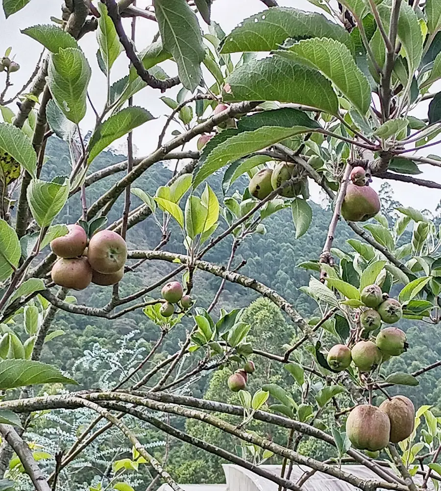 apple