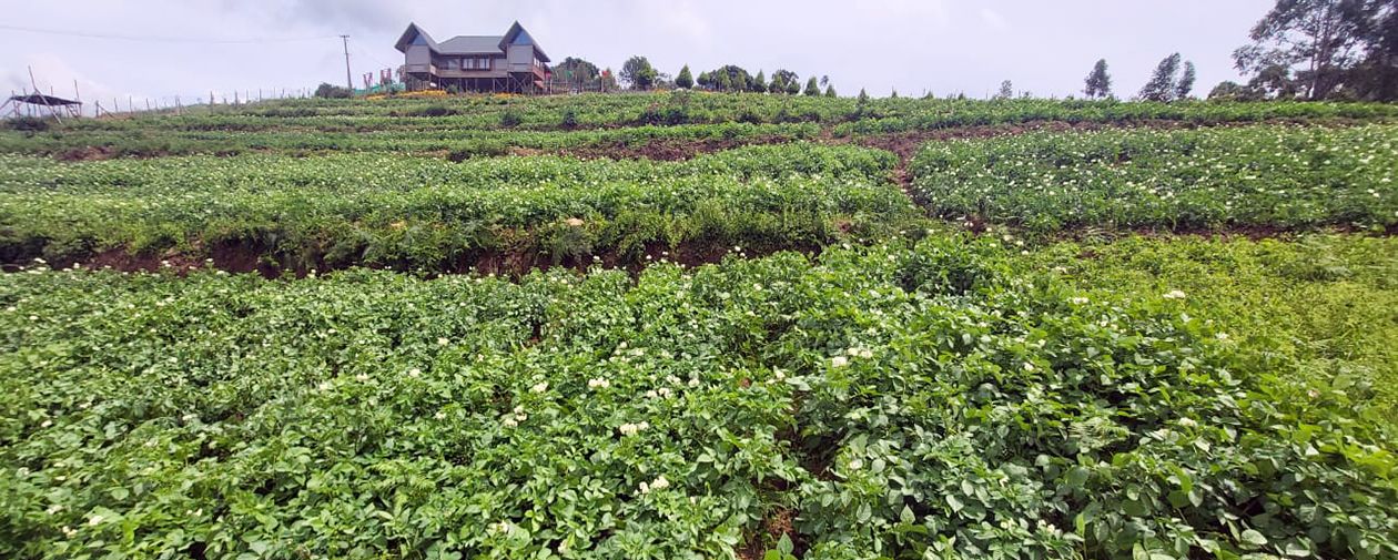 vilaveduppu