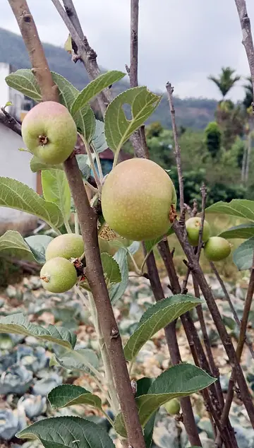 marayoor
