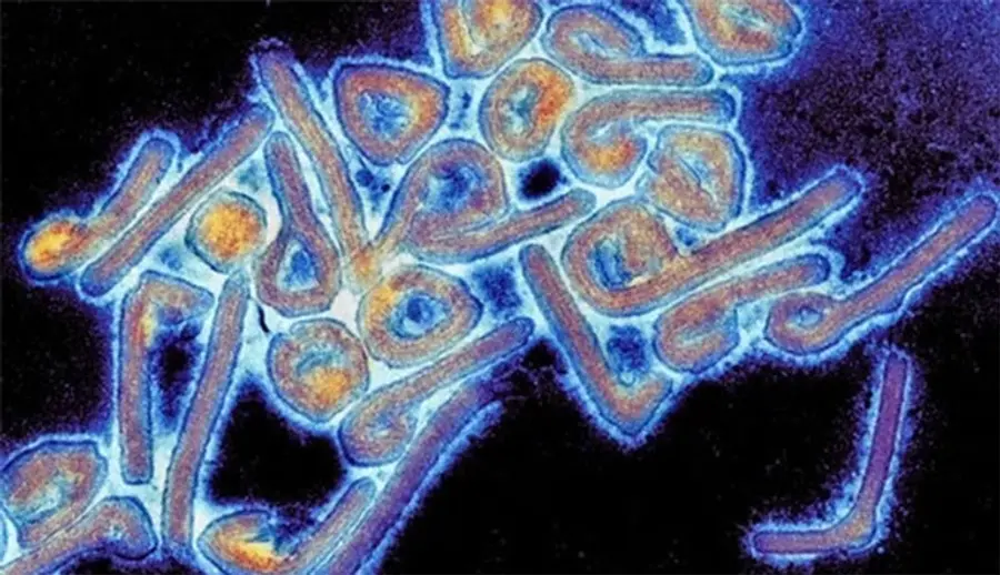 marg burg virus outbreak in ethiopia