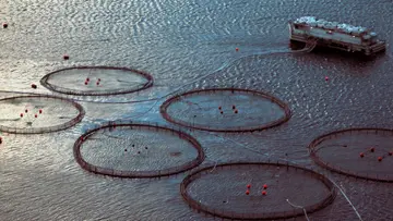 mariculture