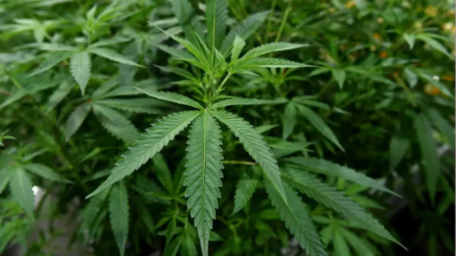Marijuana