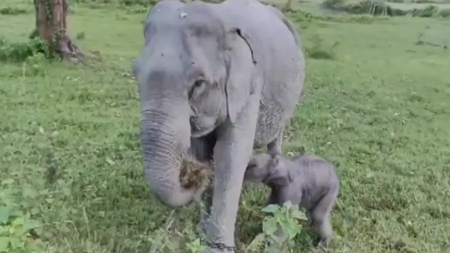 mayabini elephant