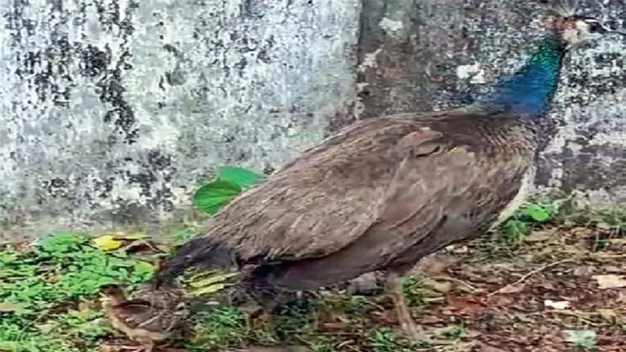 peacock fort kochi