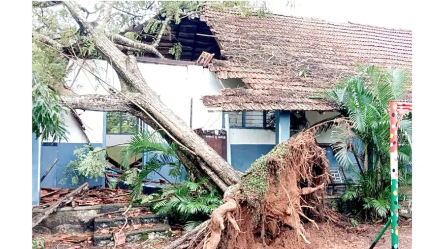 Heavy rain; Trees uprooted