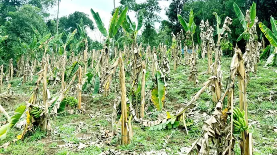 Crop damage