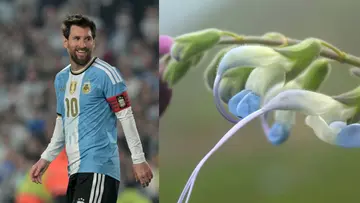 messi new plant