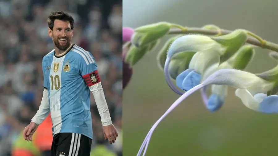 messi new plant