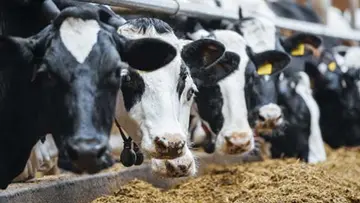 milk production