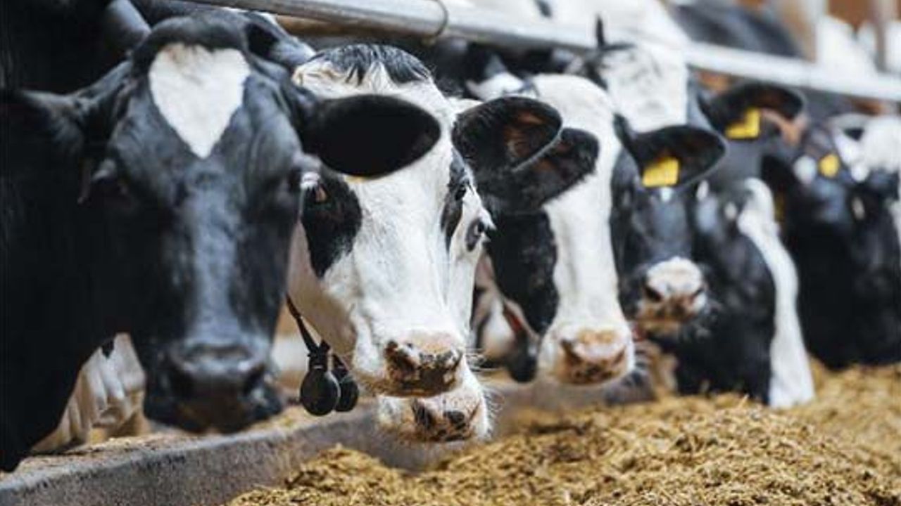 milk production