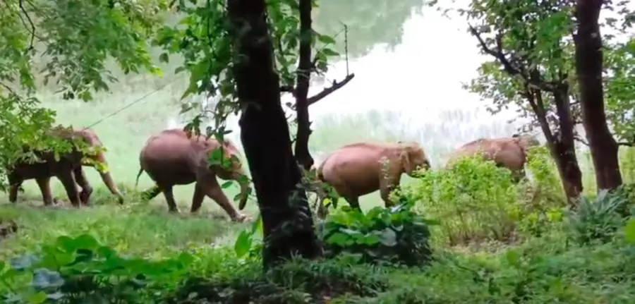 കാഞ്ഞിരപ്പുഴ അണക്കെട്ടിന്റെ സമീപത്തുകൂടെ വനത്തിലേക്ക് നീങ്ങുന്ന കാട്ടാനക്കൂട്ടം